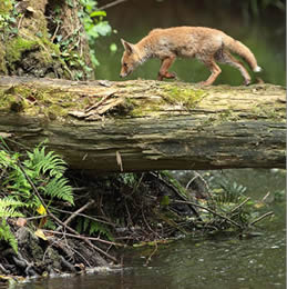 fox in the forest